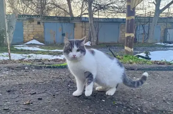 Пропал кот, улица Королёва, 11, Изобильный - молодой, пугливый - photo