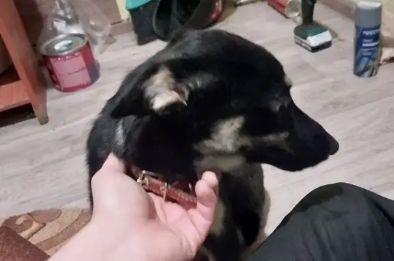 Найдена собака, Богданович, фото: Найдена собака, улица Ленина, 30, Богданович - красный ошейник