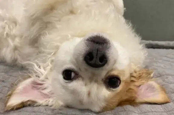 Пропал собака, Пошехонское шоссе, Вологда - рыжие пятна, убежал от собаки - photo