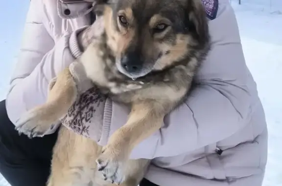 Пропал собака, Есаульский, Челябинская область - добрый и осторожный пес - photo