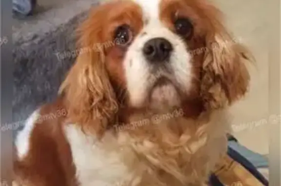 Найдена собака, Воронеж, фото: Найдена собака, бульвар Победы, Воронеж