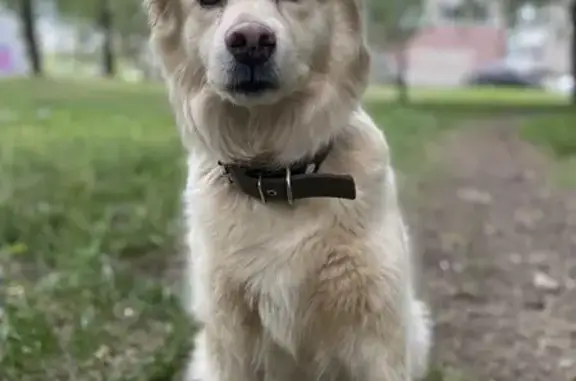 Пропала собака, женский пол, улица Пехотинцев, Екатеринбург - photo