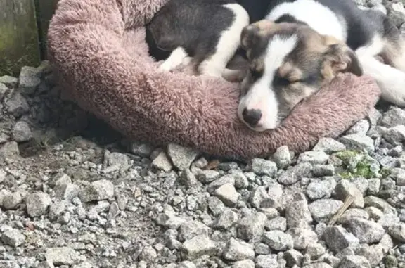 Пропал собака, Донбасская улица, Екатеринбург - среднего роста, уши домиком - photo