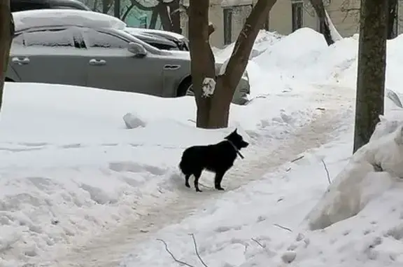 Найдена собака, Москва, фото: Найдена собака, Мещёрский переулок, Москва - чёрная с ошейником