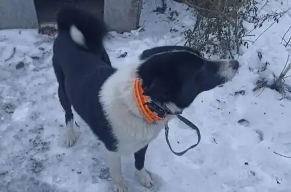 Найдена собака, Калининград, фото: Найдена собака, Туруханская улица, 1А, Калининград - чёрная с белым