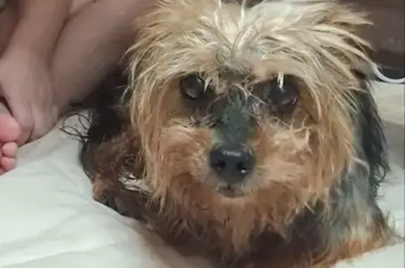 Пропала собака, мужской, 22, Путь-Ях - йоркширский терьер с горбинкой - photo