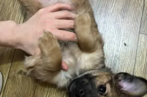 Пропала собака, женский пол, улица Горького, Салехард - каштановая - photo