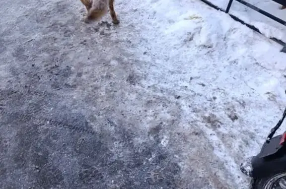 Найдена собака, Парголово, фото: Найдена собака с ошейником, улица Михаила Дудина, 25 к2, Парголово