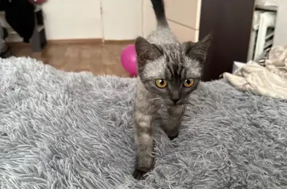 Найденные животные Абдулино, фото: Найден кот, Абдулино, Оренбургская область - ласковый, мурчит