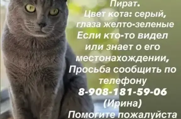 Пропал кот, улица С.В.Мацоты, 46, Новочеркасск - серый, зеленые глаза - photo