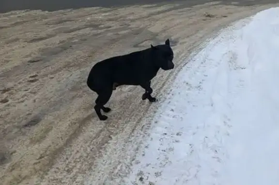 Найдена собака, Калуга, фото: Найден собака, Тарутинская улица, 127/2, Калуга - дрожит от холода