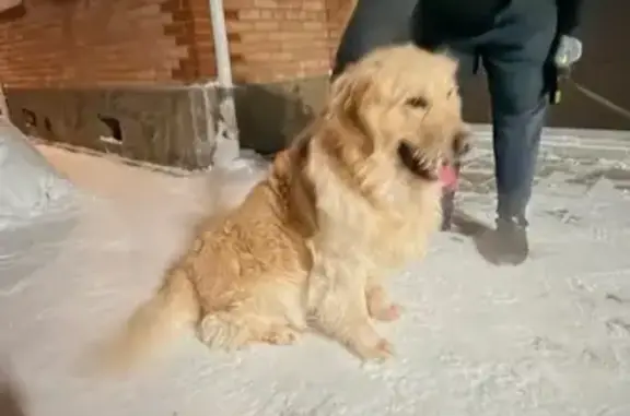 Найдена собака, Слобода, фото: Найден собака, Надеждинская улица, 1, Слобода - золотистый ретривер с ошейником