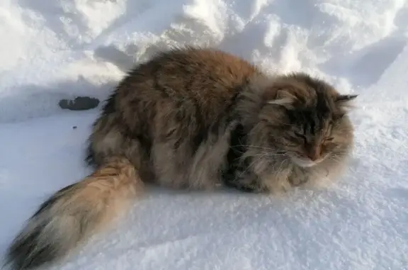 Найдена кошка, Тамбов, фото: Найдена кошка, Лозовая улица, 15, Тамбов - сильно отморозила лапки