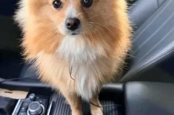 Найдена собака, Таганрог, фото: Найдена собака, переулок Антона Глушко, Таганрог - ошейник, знает авто