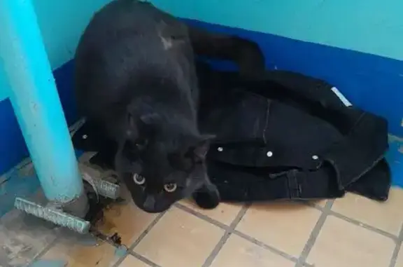 Найдена кошка, Набережные Челны, фото: Найдена кошка, 62/13, Набережные Челны