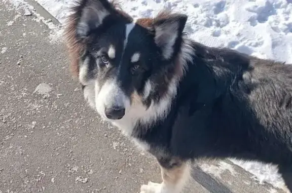 Найденные животные Волгоград, фото: Найден собака мужской, улица 70-летия Победы, 17, Волгоград - вероятно бордер-колли