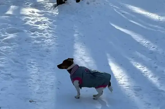 Найдена собака, Челябинск, фото: Найдена собака, улица 40-летия Победы, Челябинск - вроде бы Джек Рассел