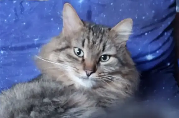 Пропала кошка, мужской, Трудовая улица, 108, Павлово - коричневый кожаный ошейник - photo