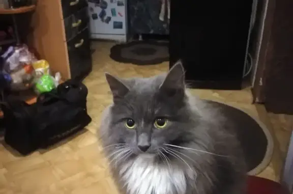 Пропал кот, Ачинск, Красноярский край - темно-серый, белые лапы - photo