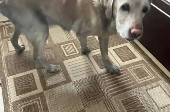 Найдена собака, Тула, фото: Найдена собака, улица Пузакова, 76, Тула - взрослый лабрадор