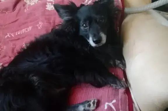 Пропал собака, улица Малышева, Невьянск - чёрная маленькая - photo