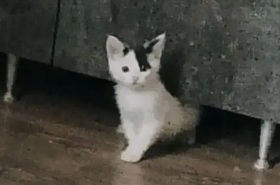 Пропала кошка, Лесная улица, Москва - photo