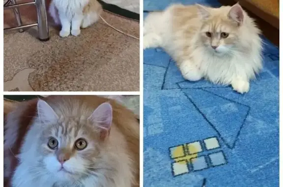 Пропал кот, Подболотская улица, 78, Муром - светло-бежевый, помесь с мейн-куном - photo