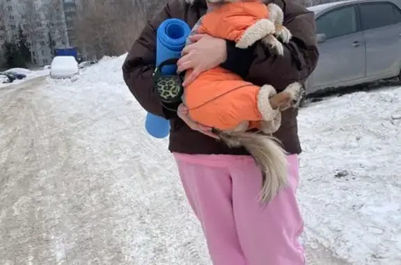 Найдена собака, Краснообск, фото: Найдена собака, 117, Краснообск - рыженькая с перьями