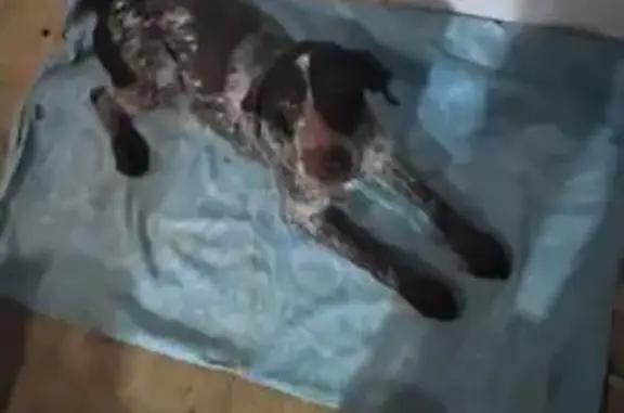 Найдена собака, Фёдоровское, фото: Найдена собака, Почтовый проезд, Фёдоровское - взрослая девочка породы дратхаар