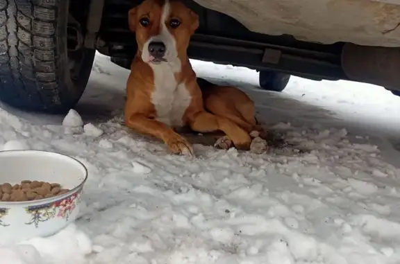 Найдена собака, Омск, фото: Найдена собака, улица Мамина-Сибиряка, 22, Омск - молоденькая девочка