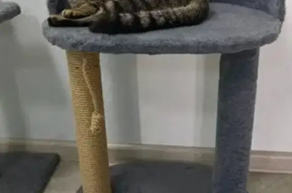 Пропал кот, улица Зои Космодемьянской, 50, Полесск - серо-коричневый полосатый, зелёные глаза - photo