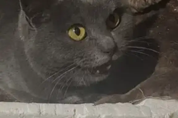 Найдена кошка, Крутые Выселки, фото: Найдена кошка, Тамбовский Лесхоз - чистокровная британка