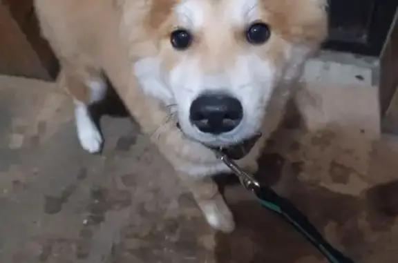 Пропала собака, Бутурлиновка, Воронежская область - рыжая с белым животом и большими ушами - photo