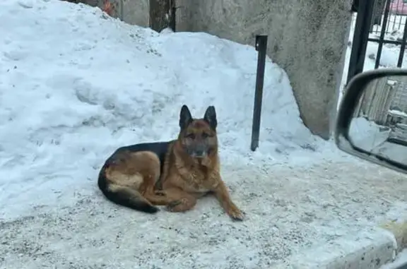 Пропал собака, проспект Станке Димитрова, 69, Брянск - немецкая овчарка, край левого уха сверху откусан - photo