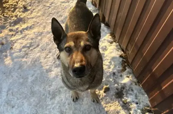 Найденные животные Абакан, фото: Найдена собака, мужской, Аскизская улица, Абакан
