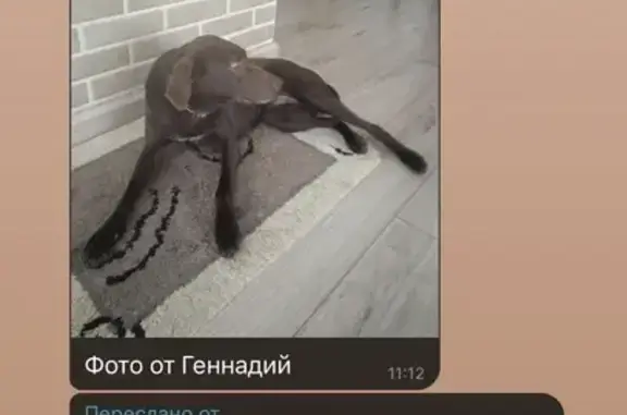 Найдена собака, Заозерье, фото: Найдена собака, Центральная улица, 12, Заозерье