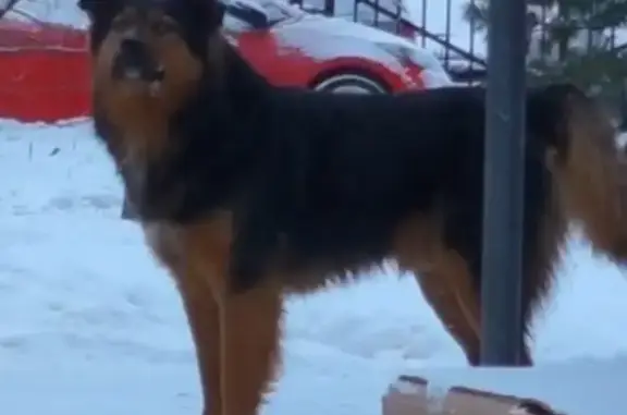 Найдена собака, Балашиха, фото: Найдена собака, улица Свободы, 9А, Балашиха - в сопровождении 6 собак