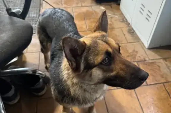 Найдена собака, Ростов-на-Дону, фото: Найдена собака, улица Нансена, 391, Ростов-на-Дону - дворняжка похожа на овчарку