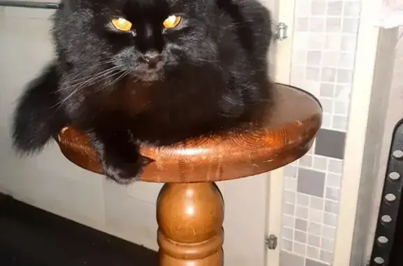 Пропала кошка, проспект Ленина, 60, Волжский - чёрный окрас, молоденькая - photo