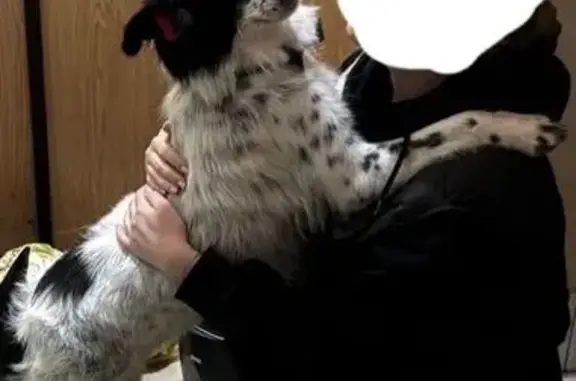 Пропала собака, женский пол, Центральная улица, 21, Октябрьский - белая с черными пятнами - photo