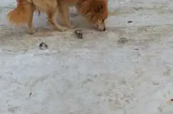 Найдена собака, Ростов-на-Дону, фото: Найдена собака, проспект Стачки, Ростов-на-Дону - отказ от еды, дружелюбная