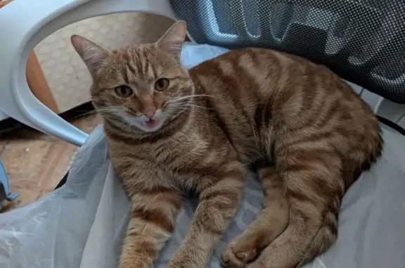 Найдена кошка, Санкт-Петербург, фото: Найден кот, проспект Юрия Гагарина, Санкт-Петербург - рыжий и ласковый