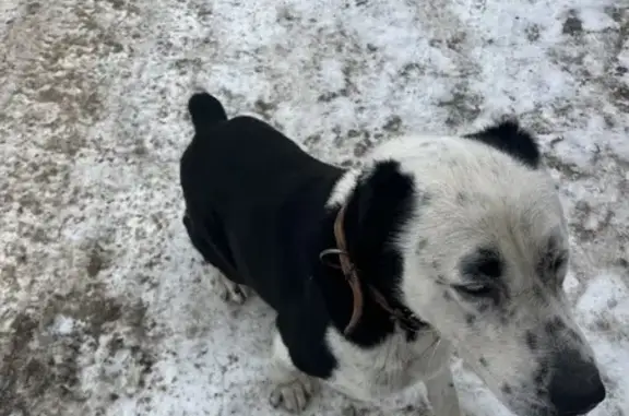 Найдена собака, Конёвка, фото: Найдена собака, Чешская улица, Конёвка - с ошейником и поводком