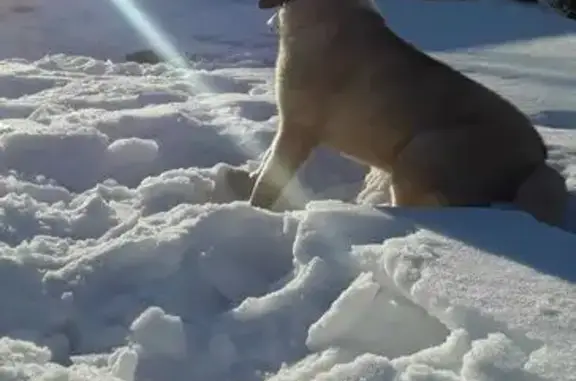 Пропал собака, Пионерская улица, 10, Луговой - порода хаски маламут - photo