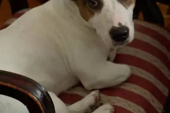 Найдена собака, Троицкое, фото: Найден собака, Вольная улица, 95, Троицкое - в красном ошейнике