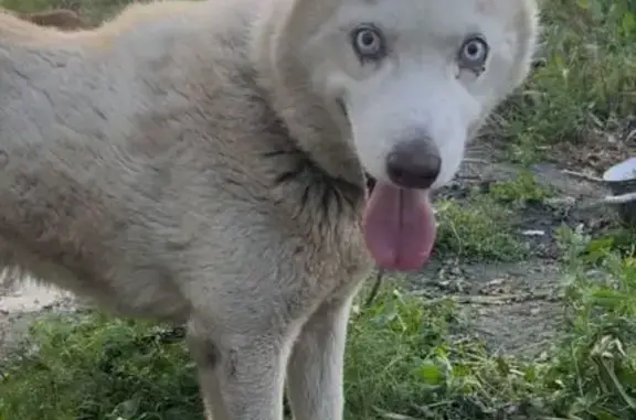 Пропал собака, Пионерская улица, 10, Луговой - порода хаски маламут - photo