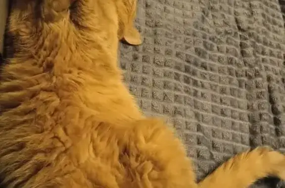 Пропал кот, проспект Ленина, 98, Урюпинск - в бежевом ошейнике - photo