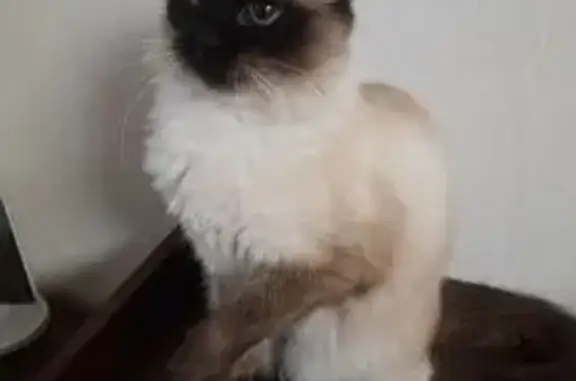 Пропала кошка, улица Коммунистов, 7, Кадников - невско-маскарадная, в белом ошейнике - photo