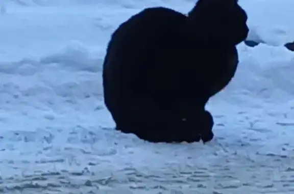 Найденные животные Волгоград, фото: Найдена кошка, улица Маршала Василевского, 4, Волгоград - полностью чёрная, без ошейника