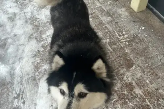 Найденные животные Омск, фото: Найден собака, мужской, Сибирский проспект, 11, Омск